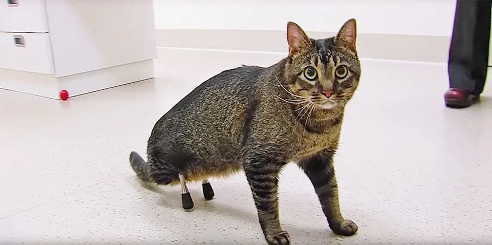 Getting A Cat Prosthetic Leg